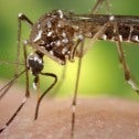 Aedes aegypti mosquito