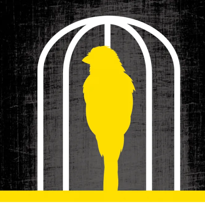 Image of canary