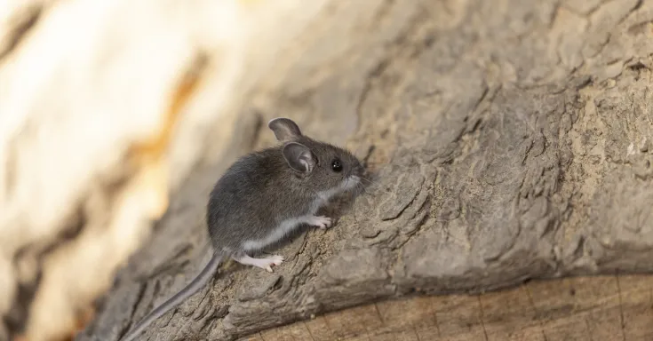 Hantavirus - rodents